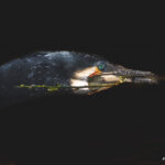 Lire la suite à propos de l’article Les Grands Cormorans au Parc du Marquenterre