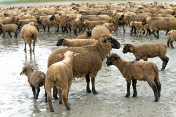 Lire la suite à propos de l’article Transhumance 2024